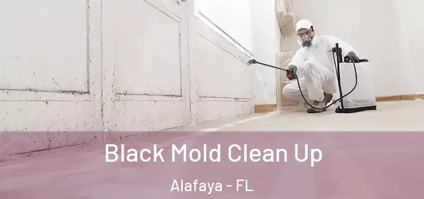  Black Mold Clean Up Alafaya - FL