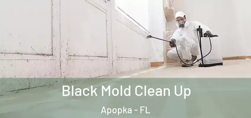  Black Mold Clean Up Apopka - FL