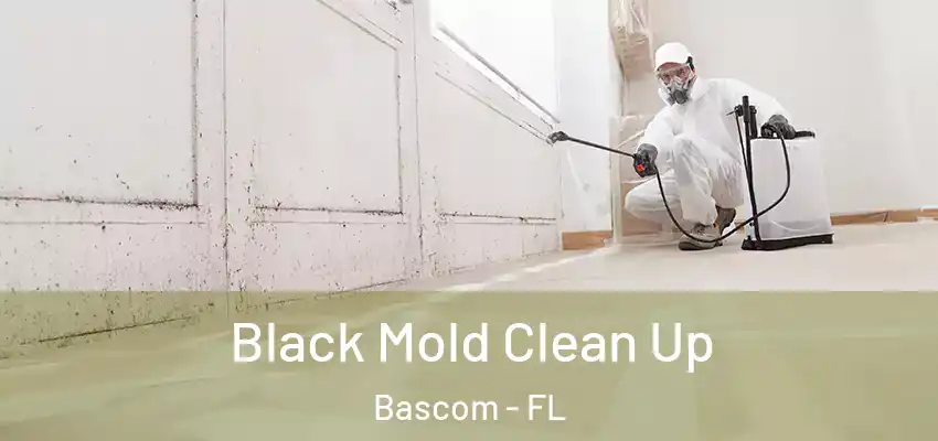  Black Mold Clean Up Bascom - FL