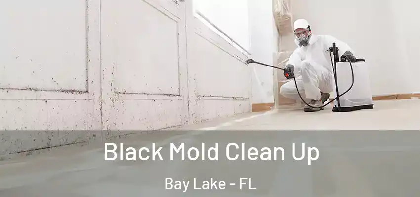  Black Mold Clean Up Bay Lake - FL