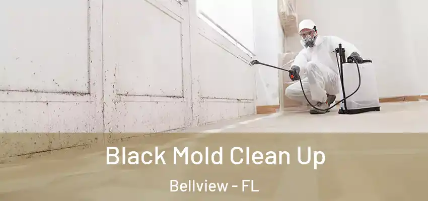  Black Mold Clean Up Bellview - FL