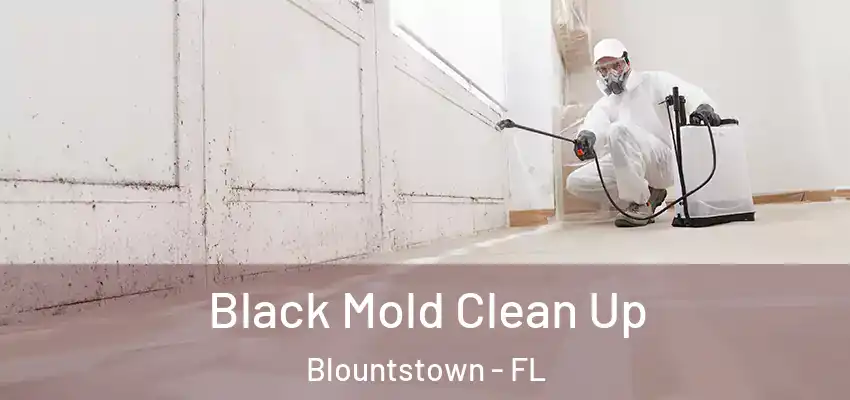  Black Mold Clean Up Blountstown - FL