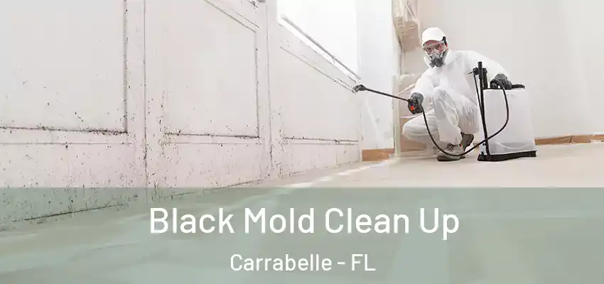 Black Mold Clean Up Carrabelle - FL