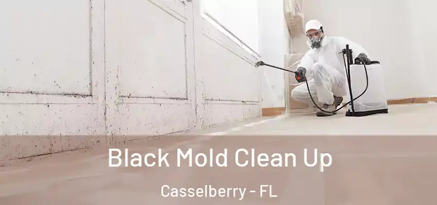  Black Mold Clean Up Casselberry - FL