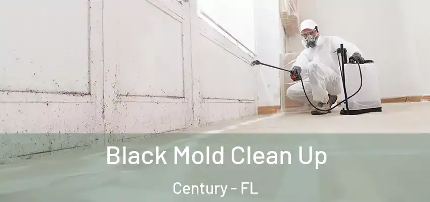  Black Mold Clean Up Century - FL