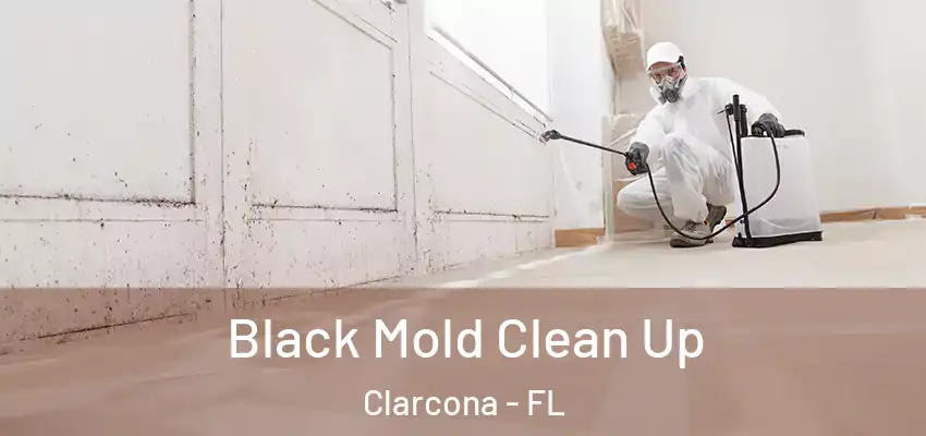  Black Mold Clean Up Clarcona - FL