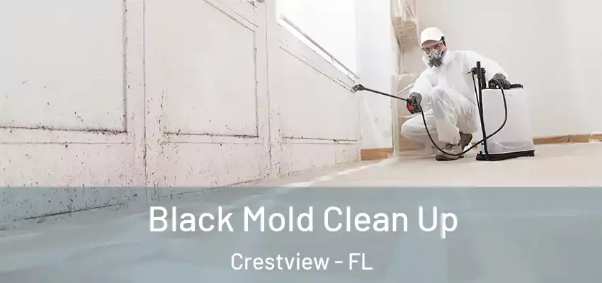  Black Mold Clean Up Crestview - FL