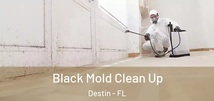  Black Mold Clean Up Destin - FL