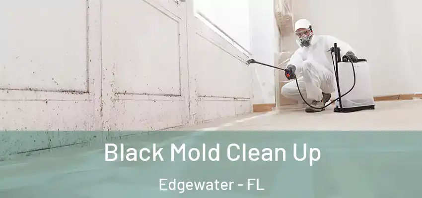  Black Mold Clean Up Edgewater - FL