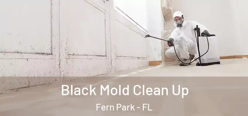  Black Mold Clean Up Fern Park - FL