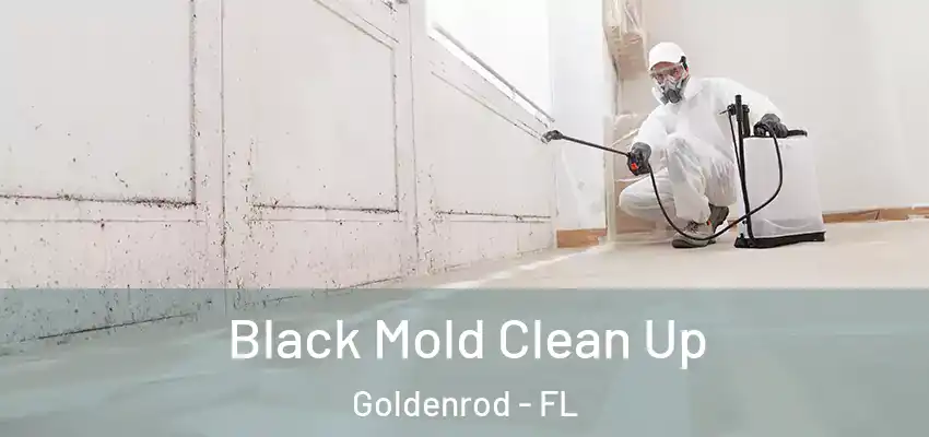  Black Mold Clean Up Goldenrod - FL