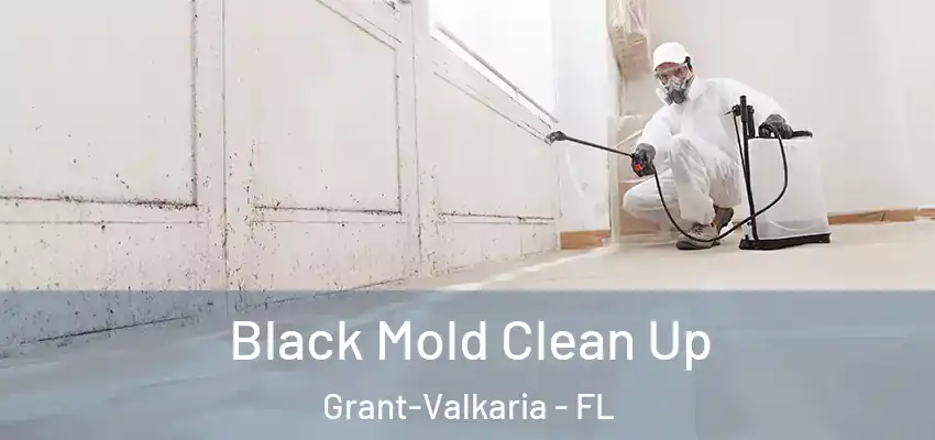 Black Mold Clean Up Grant-Valkaria - FL