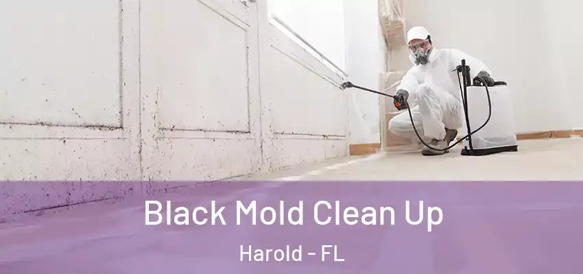  Black Mold Clean Up Harold - FL