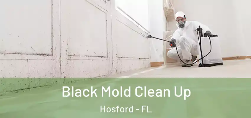  Black Mold Clean Up Hosford - FL