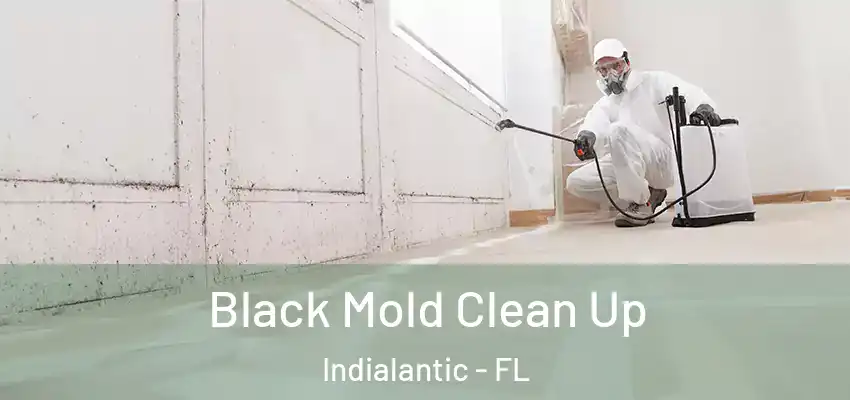  Black Mold Clean Up Indialantic - FL