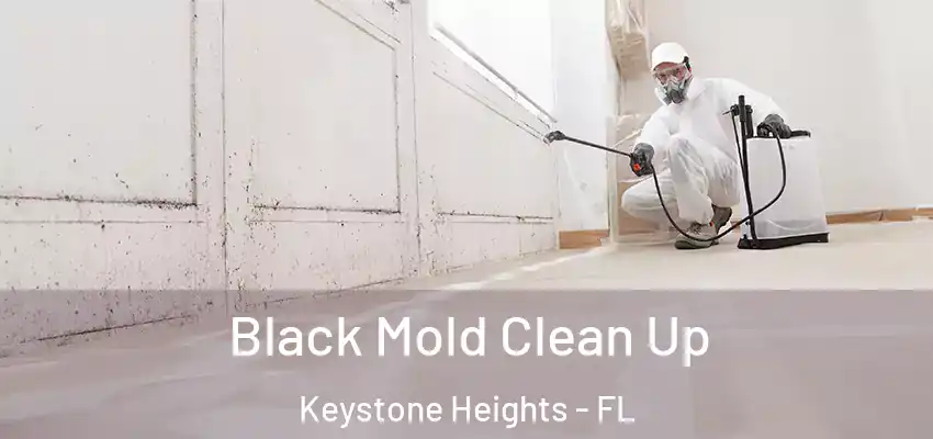  Black Mold Clean Up Keystone Heights - FL
