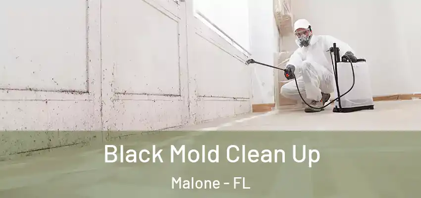  Black Mold Clean Up Malone - FL
