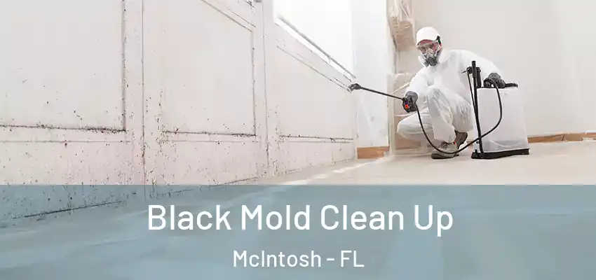  Black Mold Clean Up McIntosh - FL