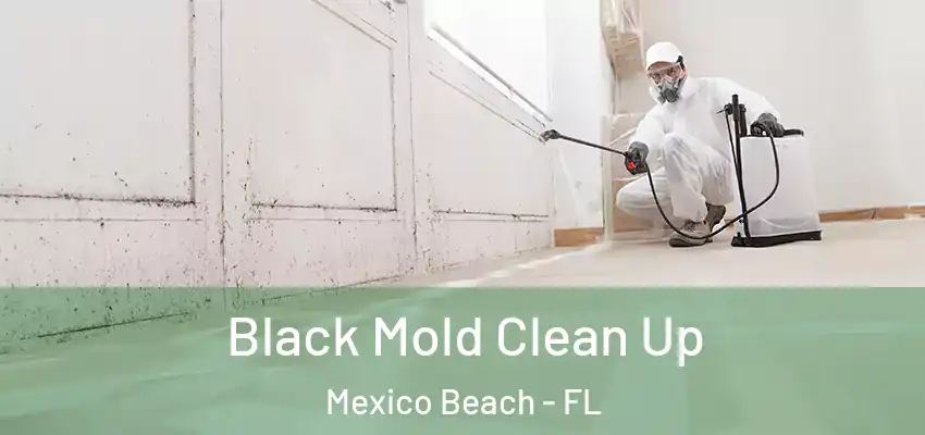  Black Mold Clean Up Mexico Beach - FL