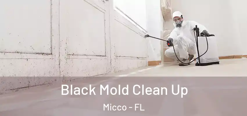 Black Mold Clean Up Micco - FL