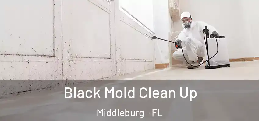  Black Mold Clean Up Middleburg - FL