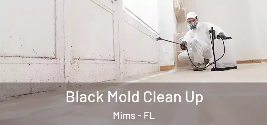 Black Mold Clean Up Mims - FL