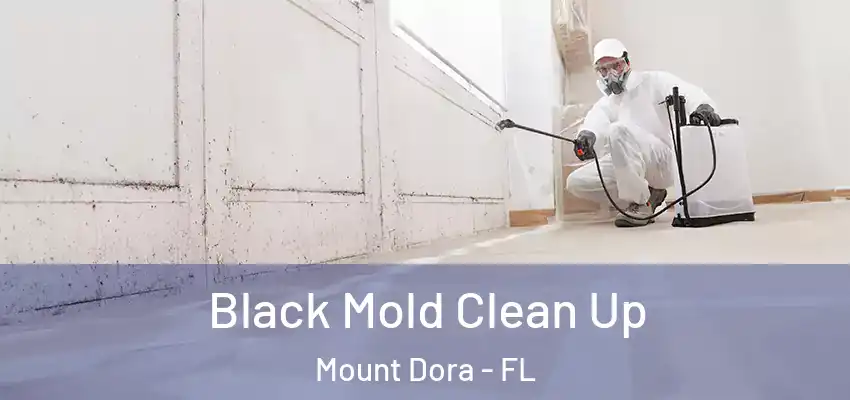 Black Mold Clean Up Mount Dora - FL