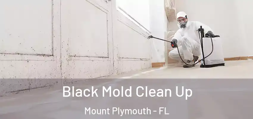  Black Mold Clean Up Mount Plymouth - FL