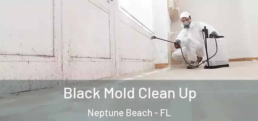  Black Mold Clean Up Neptune Beach - FL