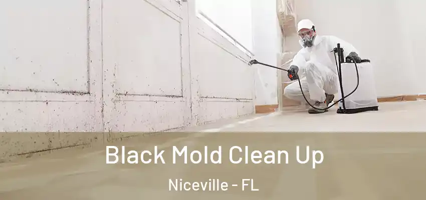 Black Mold Clean Up Niceville - FL