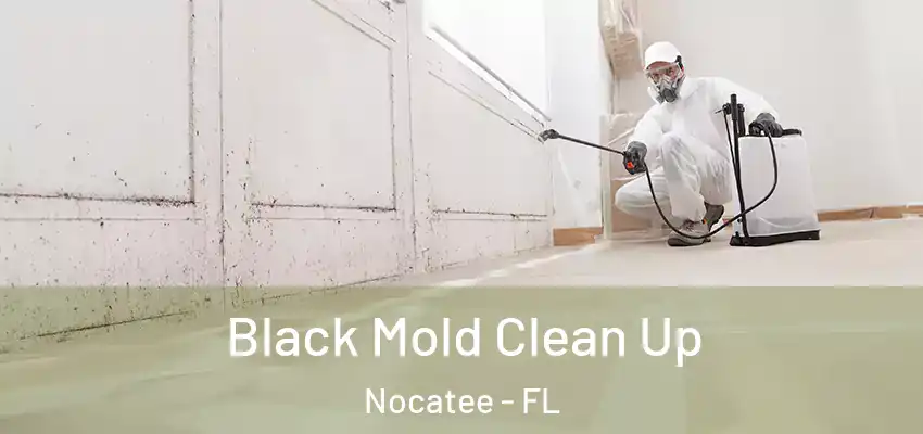  Black Mold Clean Up Nocatee - FL