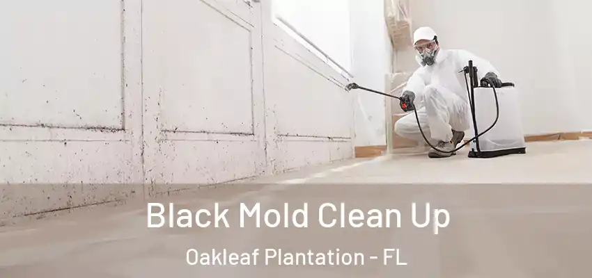  Black Mold Clean Up Oakleaf Plantation - FL