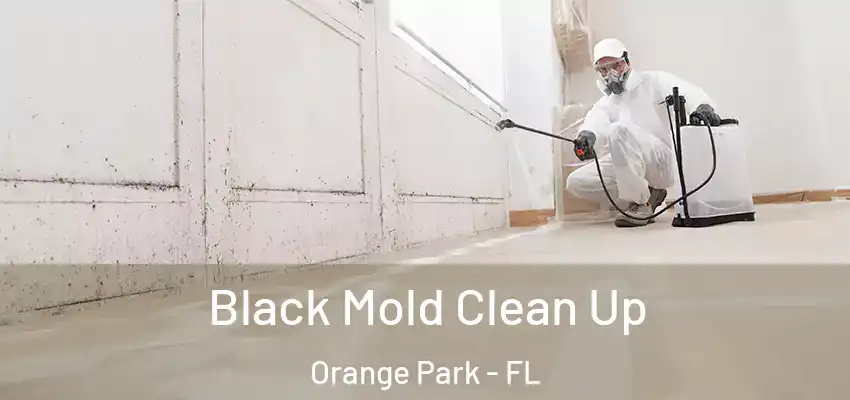  Black Mold Clean Up Orange Park - FL