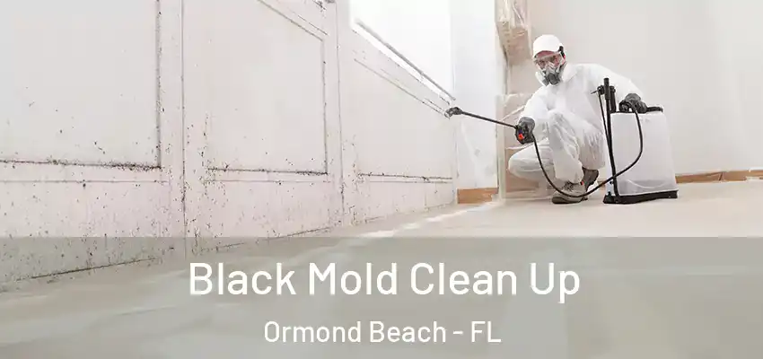 Black Mold Clean Up Ormond Beach - FL