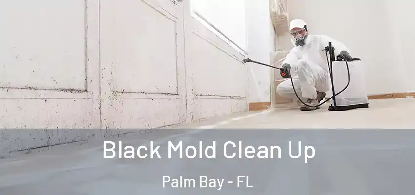  Black Mold Clean Up Palm Bay - FL