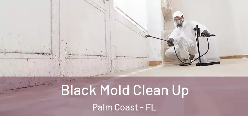  Black Mold Clean Up Palm Coast - FL
