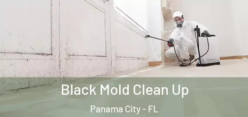  Black Mold Clean Up Panama City - FL