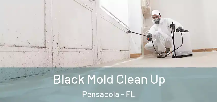  Black Mold Clean Up Pensacola - FL