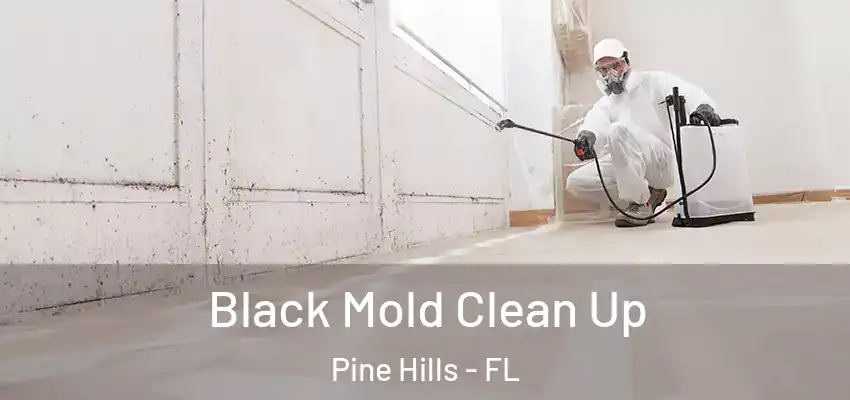 Black Mold Clean Up Pine Hills - FL