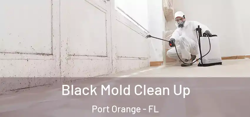 Black Mold Clean Up Port Orange - FL