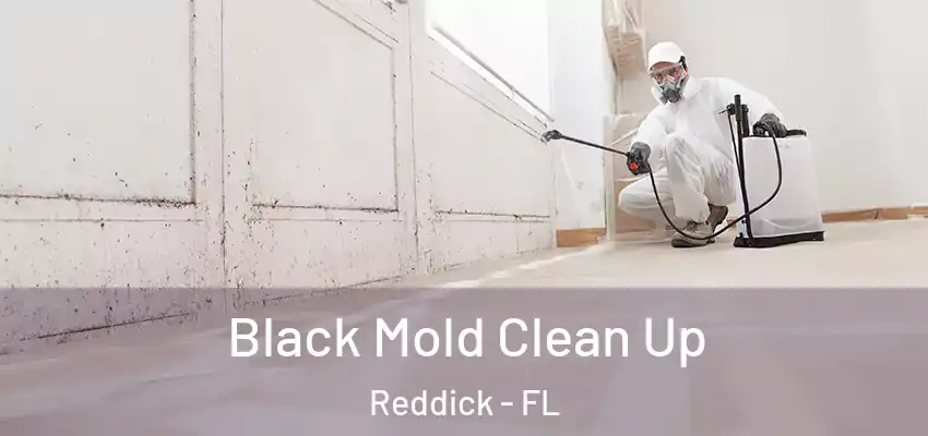  Black Mold Clean Up Reddick - FL