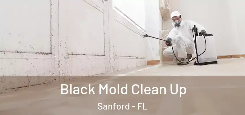  Black Mold Clean Up Sanford - FL