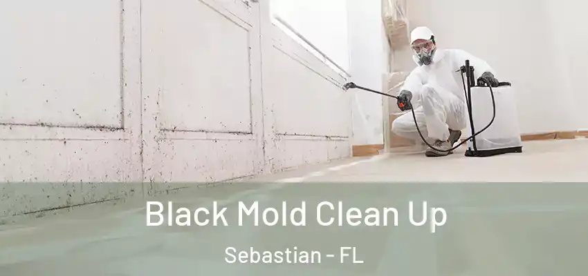  Black Mold Clean Up Sebastian - FL