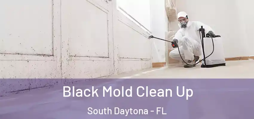  Black Mold Clean Up South Daytona - FL