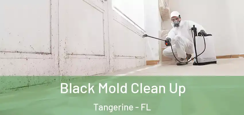  Black Mold Clean Up Tangerine - FL