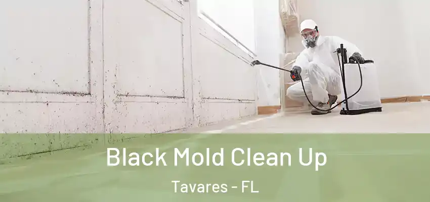Black Mold Clean Up Tavares - FL