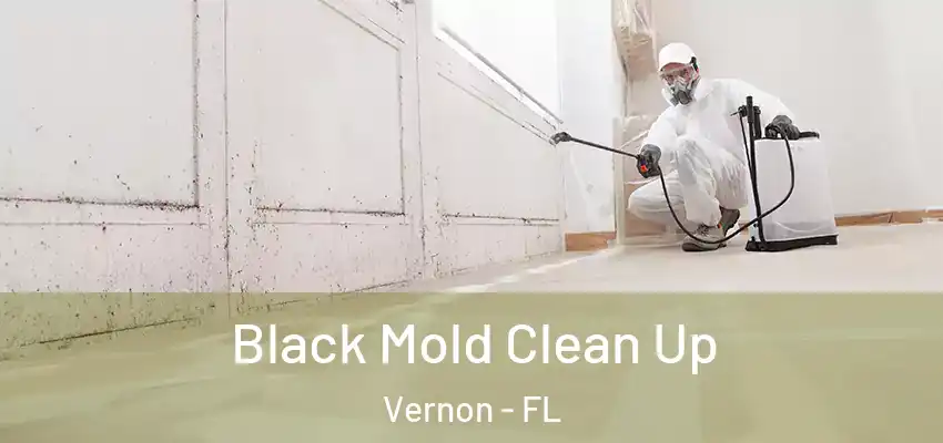Black Mold Clean Up Vernon - FL