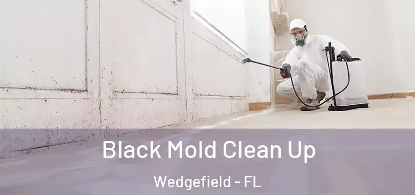 Black Mold Clean Up Wedgefield - FL