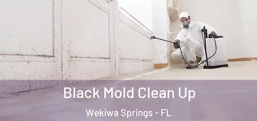  Black Mold Clean Up Wekiwa Springs - FL
