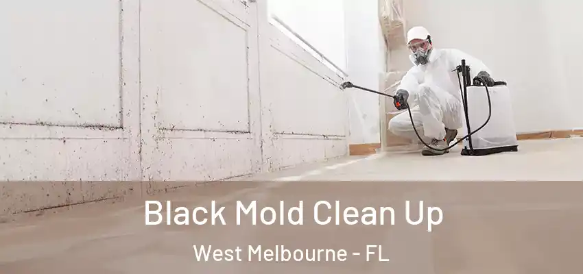  Black Mold Clean Up West Melbourne - FL